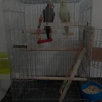 عروس هلندی مولد
