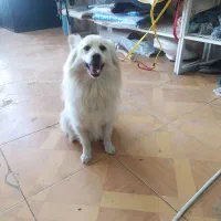 پامر روباهی|سگ|ارومیه, |دیوار