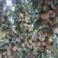 فروش زمین کشاورزی شش هکتار زمین بیضا|فروش زمین و ملک کلنگی|بیضا, |دیوار