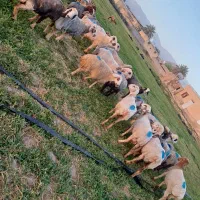 فروش ۵۰ راس میش