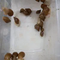 حلزون آچاچیتا آلبینو|خزنده|مشهد, چهارچشمه|دیوار