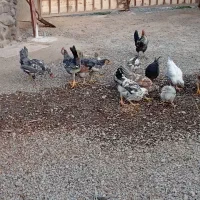 جوجه مرغ و خروس گلین