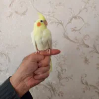 عروس هلندی ماده آماده فول فول اهلی