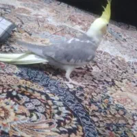 پرنده|پرنده|شاهدشهر, |دیوار