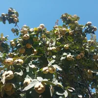 به محلی خوشمزه ملس|خوردنی و آشامیدنی|قلقل رود, |دیوار