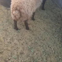 گوسفندفروشی|حیوانات مزرعه|کرمان, |دیوار