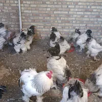 خروس برهما