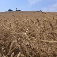 کاه عدس ، گاودانه ، قره دنه