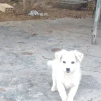 سگ پا کوتا|سگ|مسجد سلیمان, |دیوار