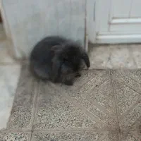 خرگوش لوپ|موش و خرگوش|اصفهان, جاوان|دیوار