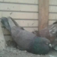 کبوتر جفت کله ای هندی