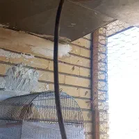 جوجه سهره چونه سفید