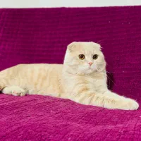 پسر طلایی اسکاتیش