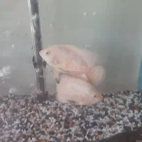 ماهی اسکار سفید|ماهی|گرگان, |دیوار