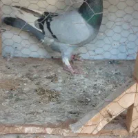 کبوتر قره سبز نر