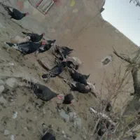 سلام بوقلمون فروشی|حیوانات مزرعه|قوچان, |دیوار