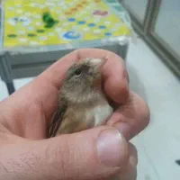 سهره قناری معاوضه با سهره یا قناری