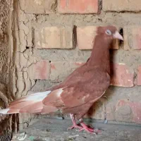 کبوتر معاوضه با لاری