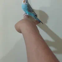 مرغ عشق|پرنده|اهواز, اسلام آباد شرقی|دیوار