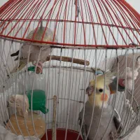 عروس هلندی نر و ماده