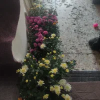 حراج گل|گل و گیاه طبیعی|اصفهان, پوریای ولی|دیوار