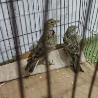 پرنده سیره خاکی