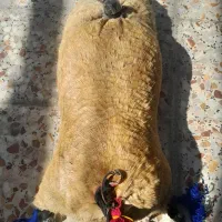 یک عدد پوست بز خوش رنگ اماده