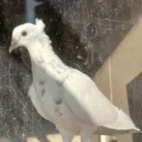 سه عدد کبوتر