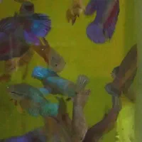 ماهی آنجل ، فایتر ، تایگر  و کالر|ماهی|مشهد, شهید معقول|دیوار