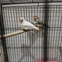 فنچ|پرنده|یزد, |دیوار