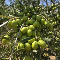 ارسال فوری نهال زیتون تخفیف ویژه|گل و گیاه طبیعی|ساری, |دیوار