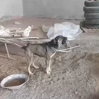 سگ نگهبان، دهن پاک