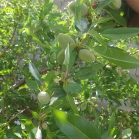زمین ویلایی|فروش زمین و ملک کلنگی|اسکو, |دیوار