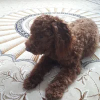 سگ پودل|سگ|چمستان, |دیوار