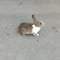 خرگوش