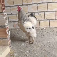 تخم نطفه دار برهما شاه غول ها