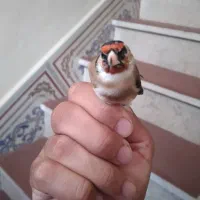 سهره نیم خال تک|پرنده|سرپل ذهاب, |دیوار