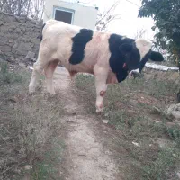 گاو گوساله نر