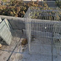 قفس کاسکو. ابعاد ۵۵/۵۵|لوازم جانبی حیوانات|شریفآباد, |دیوار