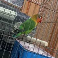 طوطی کوتوله