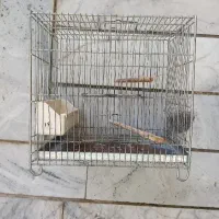 قفس سره اصل غلامی