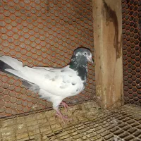 شیخی پاکستانی|پرنده|آبادان, |دیوار