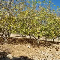 دامداری و ۳۰هکتار زمین کشاورزی دیم|فروش دفتر صنعتی، کشاورزی، تجاری|روانسر, |دیوار