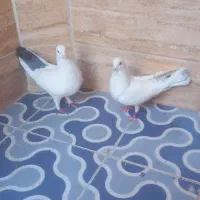یک جفت دوم سیاه