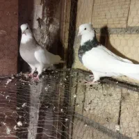 کبوتر طوقی|پرنده|محمدشهر, کوی بهار|دیوار