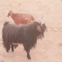 بز غاله نر|حیوانات مزرعه|هلیلان, |دیوار