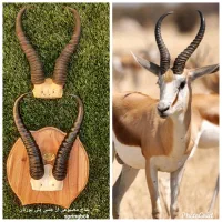 شاخ مصنوعی|مجسمه، تندیس، ماکت|اصفهان, بهارستان|دیوار