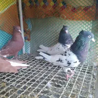 دوچفت نروماده جوان کله سیاه وسرخ دم سفید