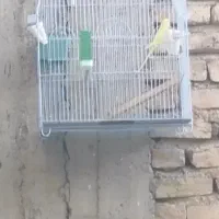 سهره قناری|پرنده|مرودشت, ژیان|دیوار