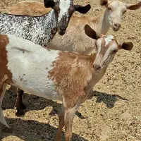 حدود .بیستا دام